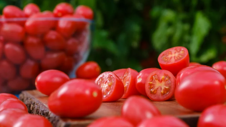 Syngenta tomate