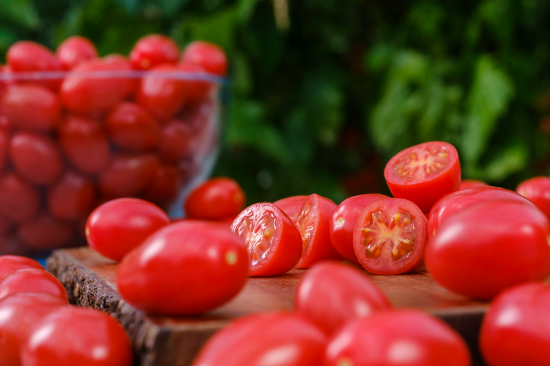 Syngenta tomate