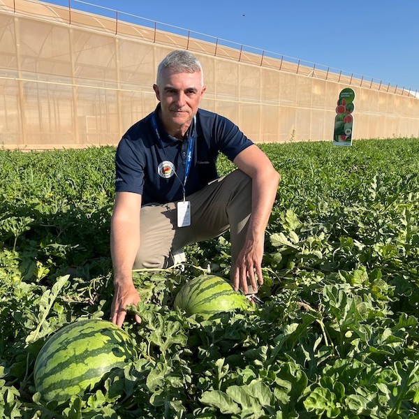 Syngenta melón sandía