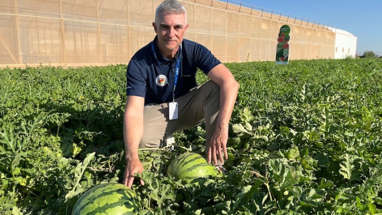 Syngenta melón sandía