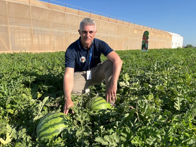 Syngenta melón sandía