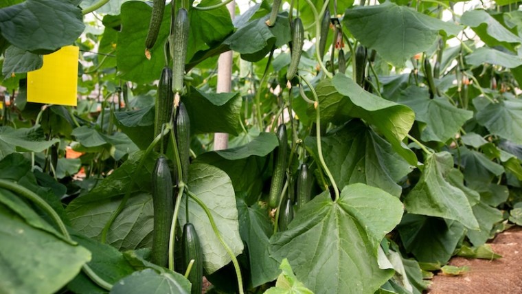 Fitó pepino