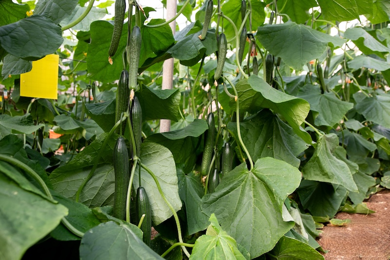 Fitó pepino