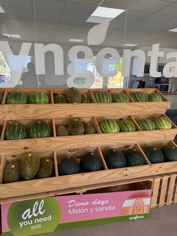 Syngenta melón sandía