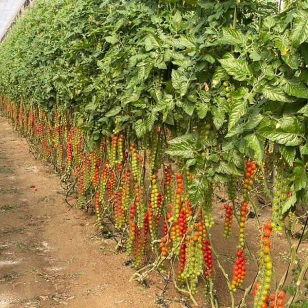 Unigenia tomate cherry