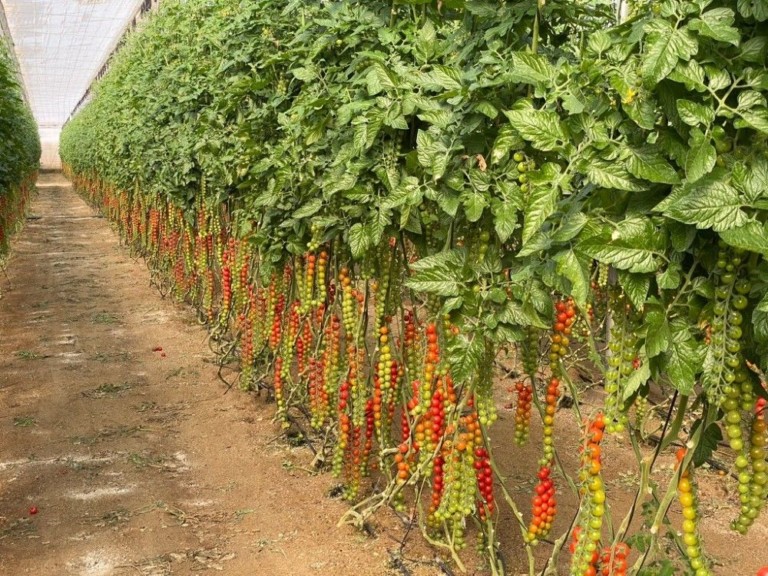 Unigenia tomate cherry