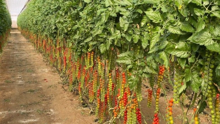 Unigenia tomate cherry