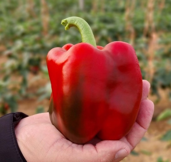 Fitó pimiento