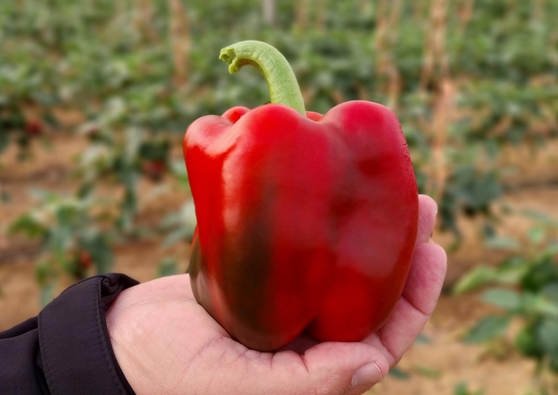 Fitó pimiento