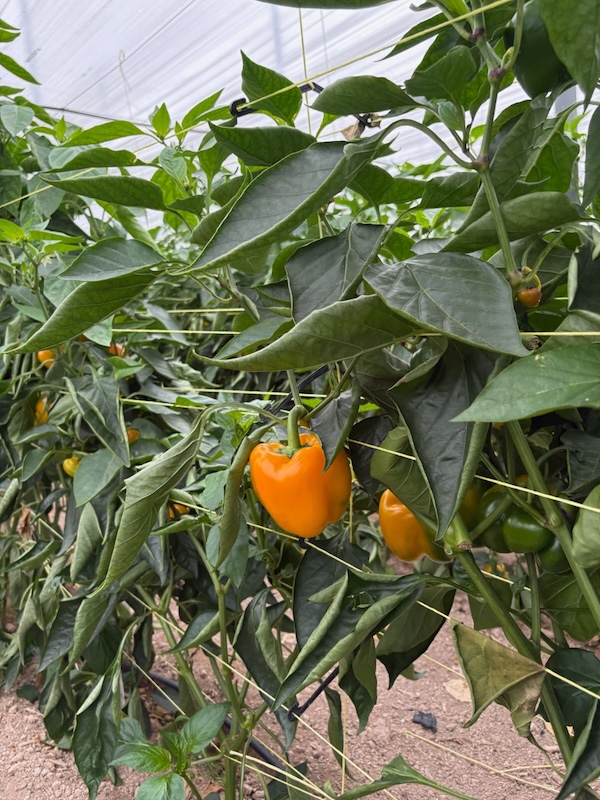 Fitó pimiento