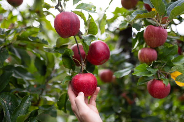 VOG manzana