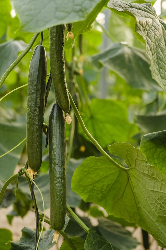 Sakata pepino