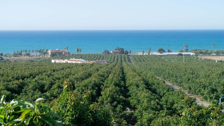 Montosa