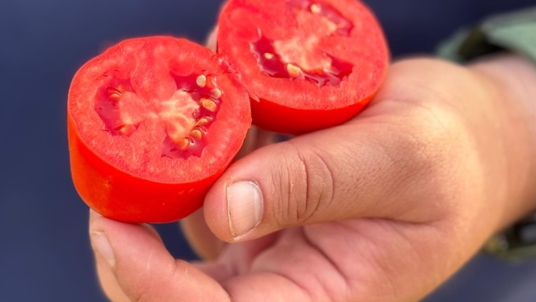 Nunhems tomate industria