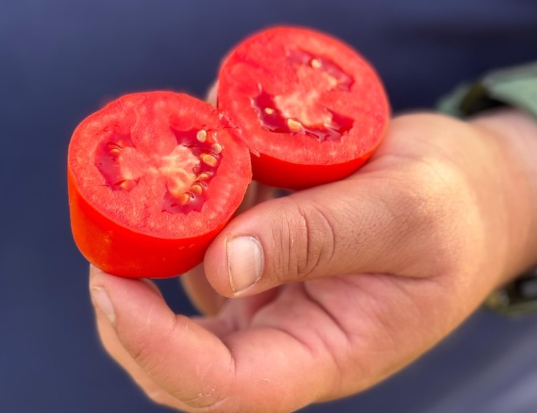 Nunhems tomate industria
