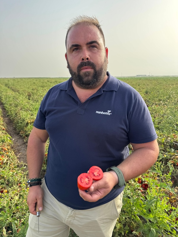 Nunhems tomate industria
