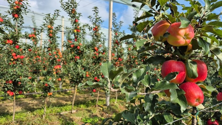Sambóa manzana