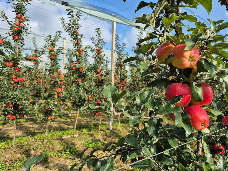 Sambóa manzana