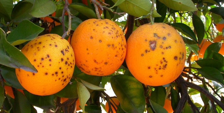 mancha negra