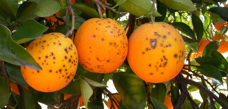 mancha negra