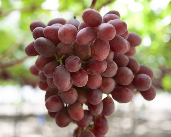 Bloom Fresh uva de mesa