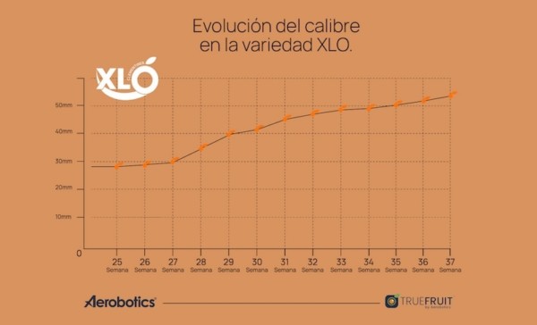 clementina XLO