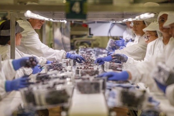 El Ciruelo uva de mesa