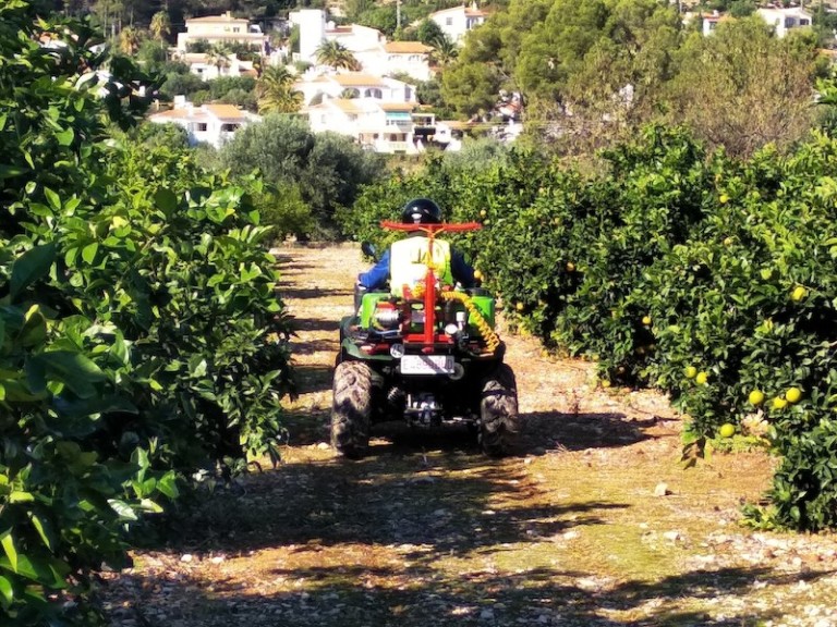 alerta fitosanitaria