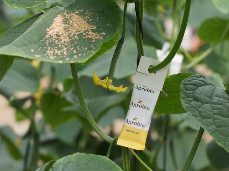 Agrobío trips