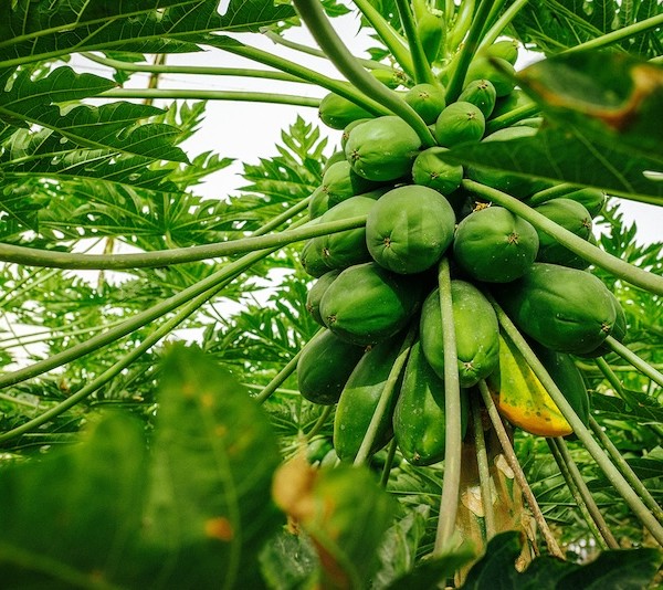 Bonnysa papaya