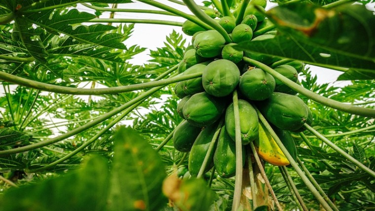 Bonnysa papaya