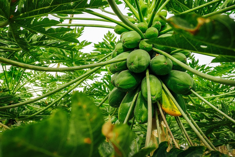 Bonnysa papaya