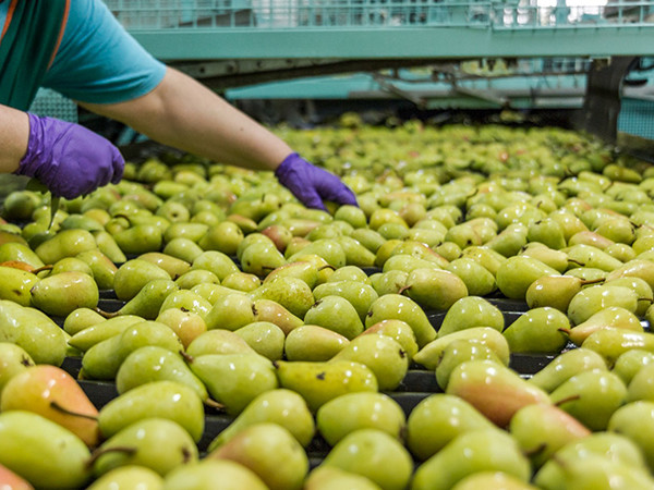manzanas peras España