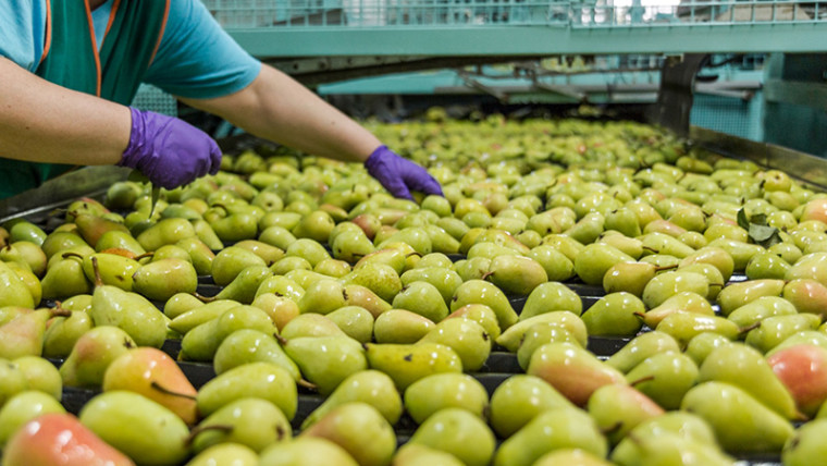 manzanas peras España