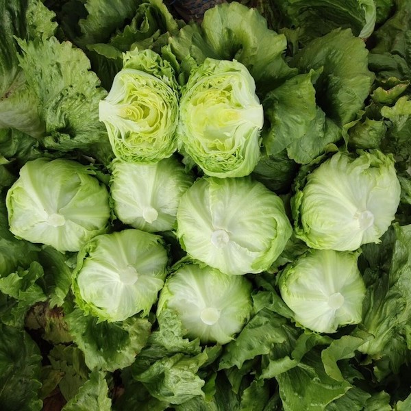 Bejo Fruit Attraction