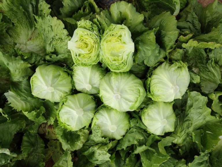 Bejo Fruit Attraction