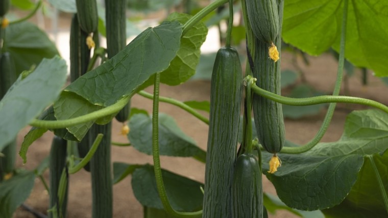 Seminis pepino largo