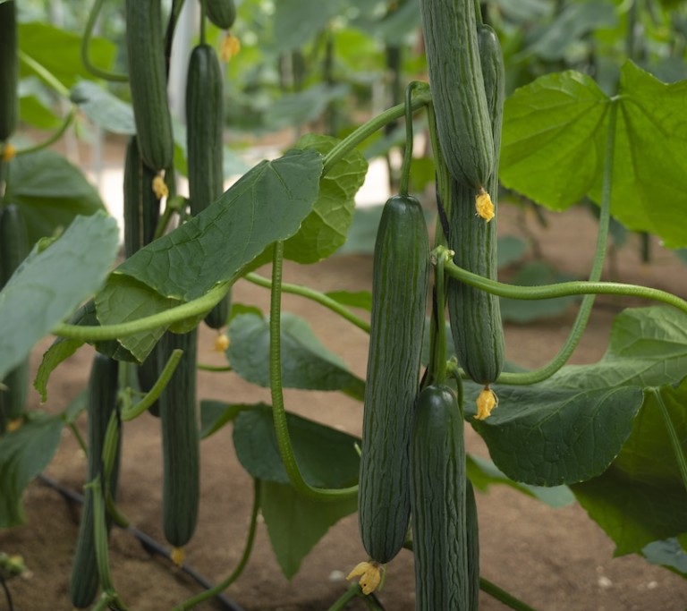 Seminis pepino largo
