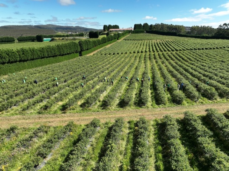 Cool Revolution Fruit Attraction