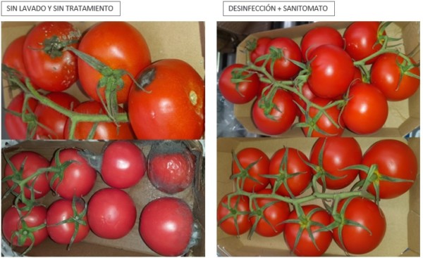 Sanifruit postcosecha