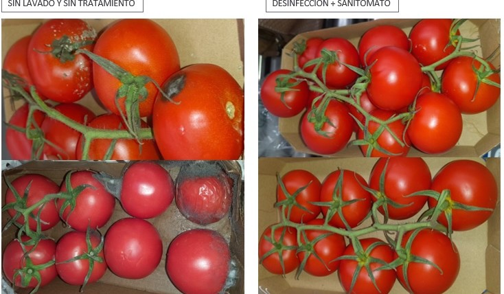 Sanifruit postcosecha