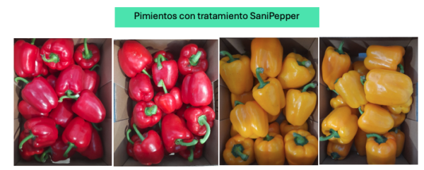 Sanifruit postcosecha