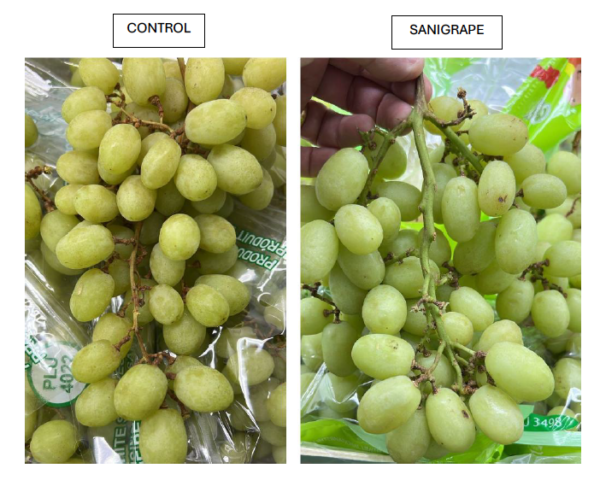 Sanifruit uva de mesa