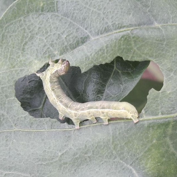 control lepidópteros