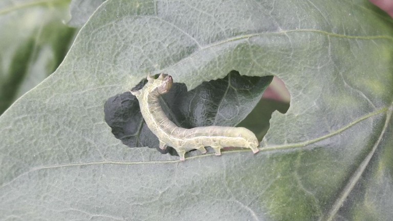 control lepidópteros