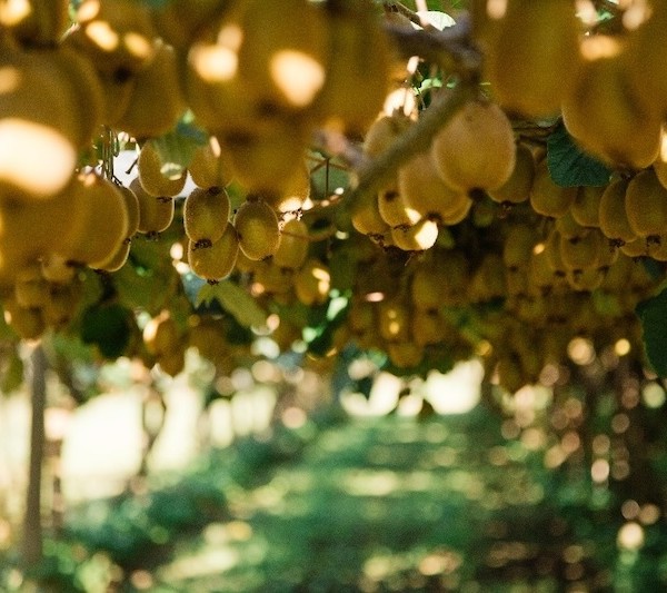 SungoldZespri