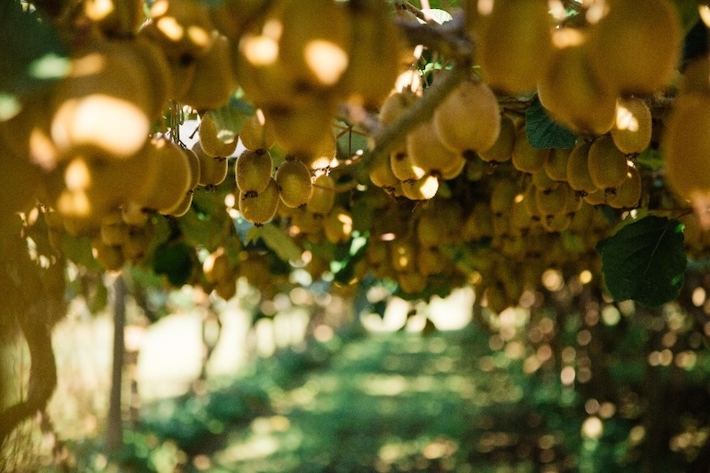 SungoldZespri