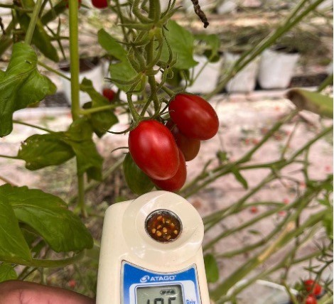 cherry pera Yuksel