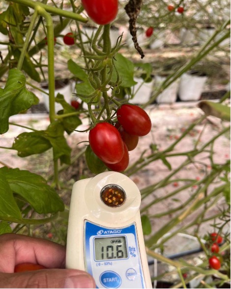 cherry pera Yuksel
