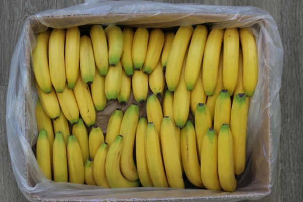 maduración plátanos